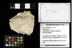 Foto (Objekt + Etiketten) von Pithonoton sp. 